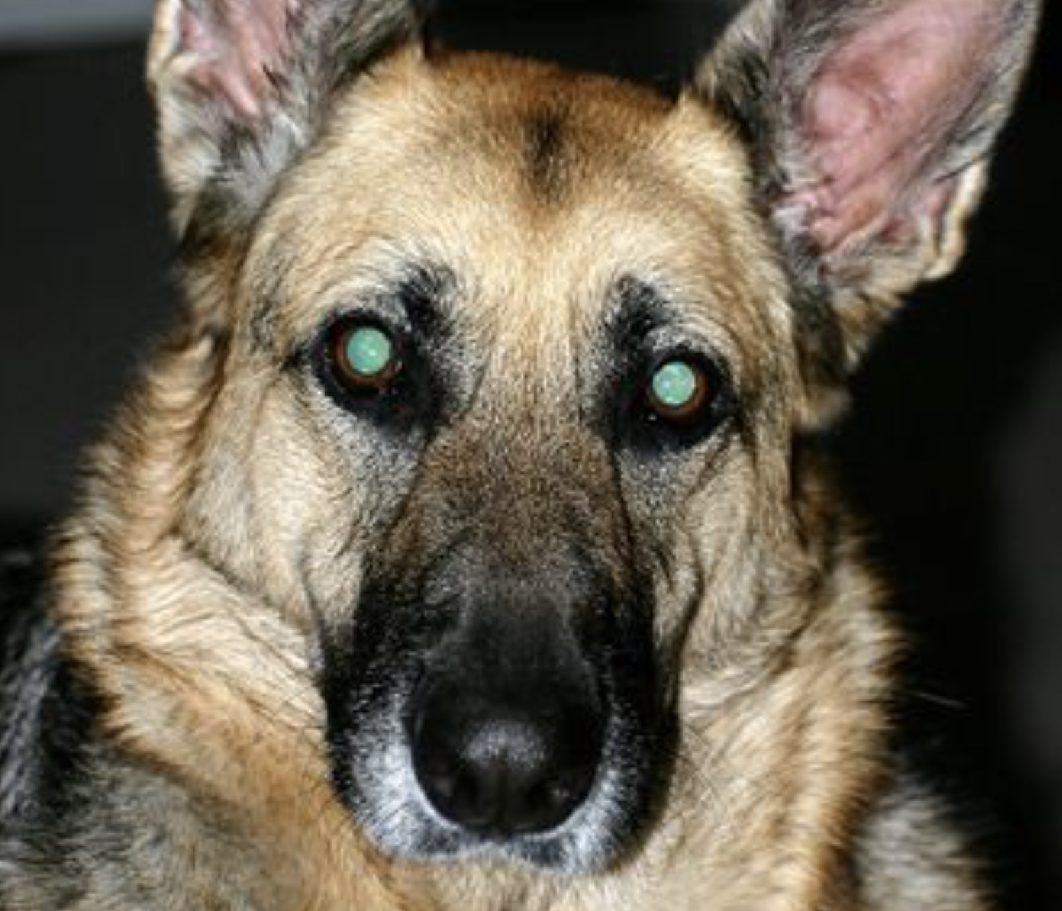 dogs eyes with flash